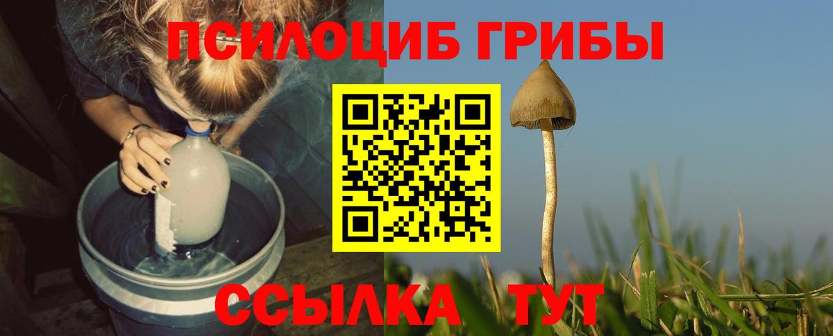 Галлюциногенные грибы Psilocybine cubensis Усинск